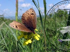 Чернушка-африканка 002